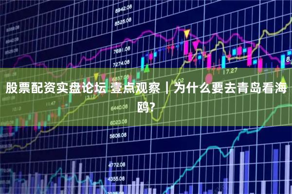 股票配资实盘论坛 壹点观察｜为什么要去青岛看海鸥?